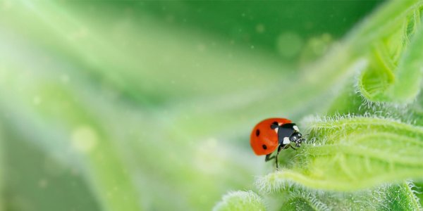 С божьей коровкой