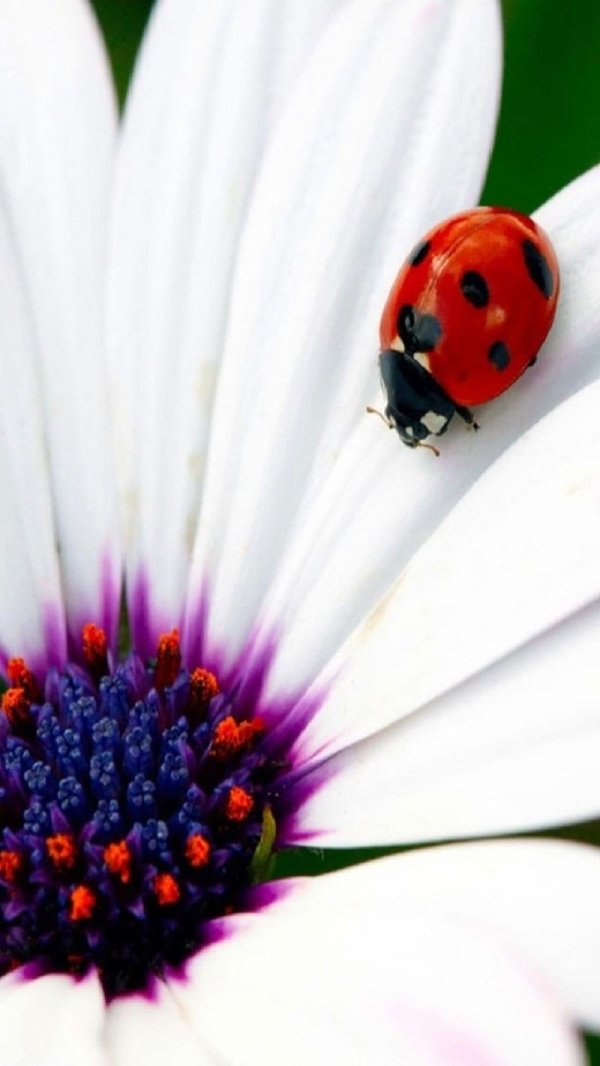 С божьей коровкой
