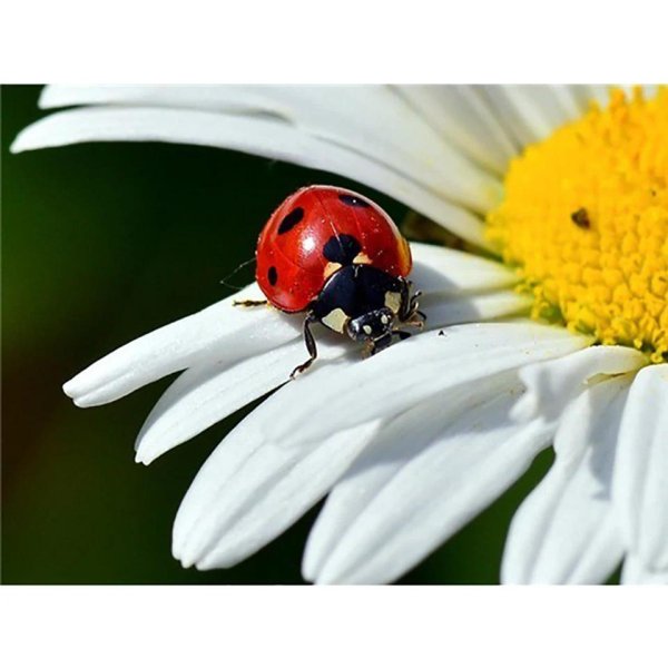 С божьей коровкой