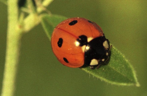 С божьей коровкой
