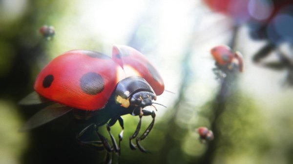 С божьей коровкой