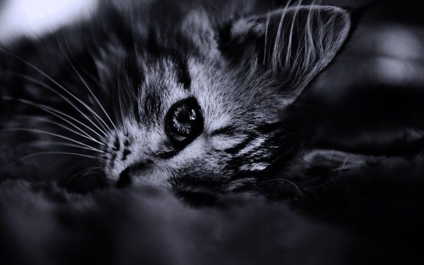 Темные на обои