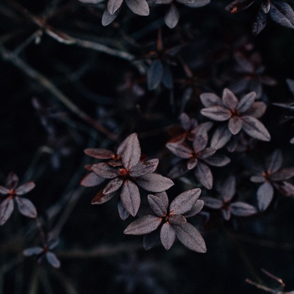 Темные на обои