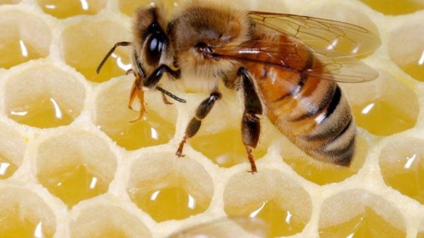 Пчелы и мед