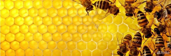 Пчелы и мед