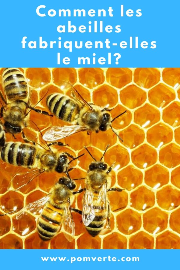 Пчелы и мед