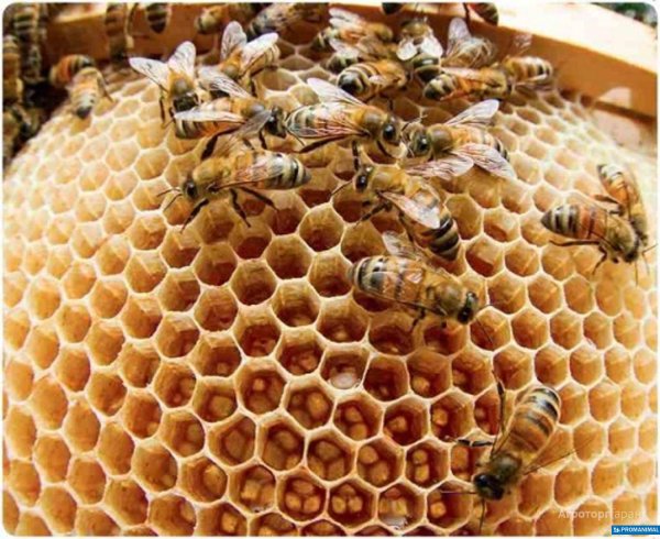 Пчелы и мед