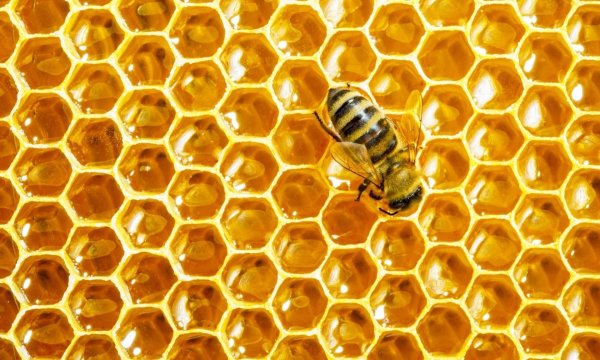 Пчелы и мед