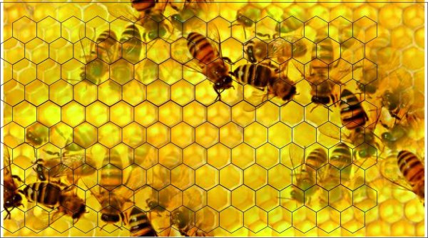 Пчелы и мед