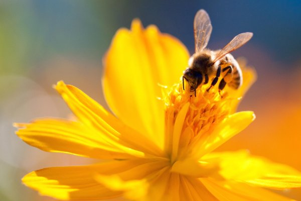 Пчелы и мед