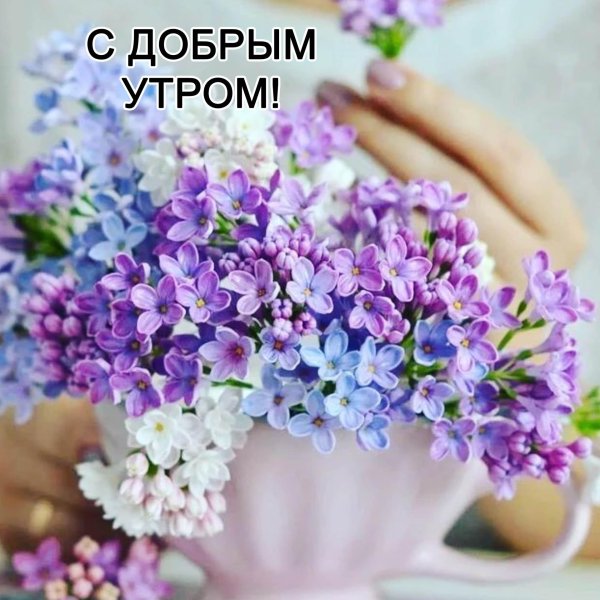 сирень красивая