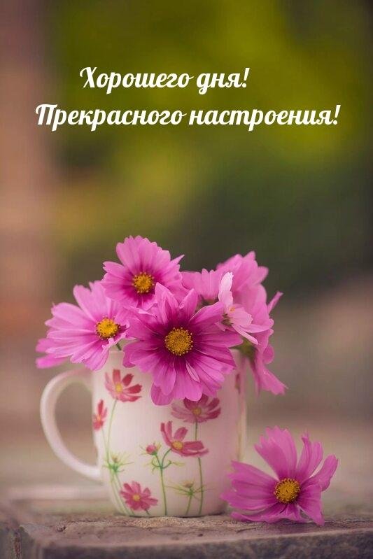 космея цветок