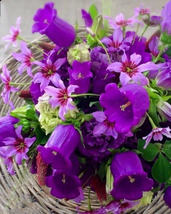 кампанула карпатский колокольчик