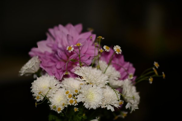 хризантема букетная торжество