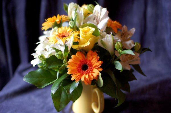 герберы цветы