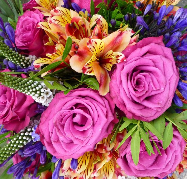 прекрасные цветы