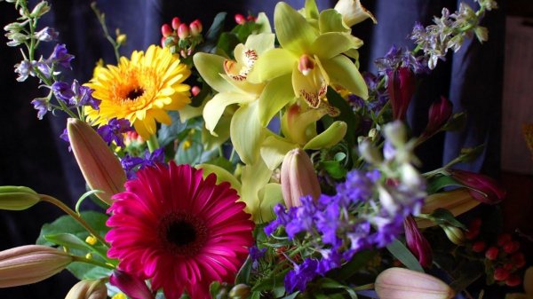 цветок гербер