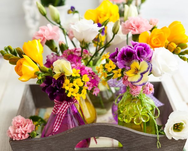 фрезия freesia