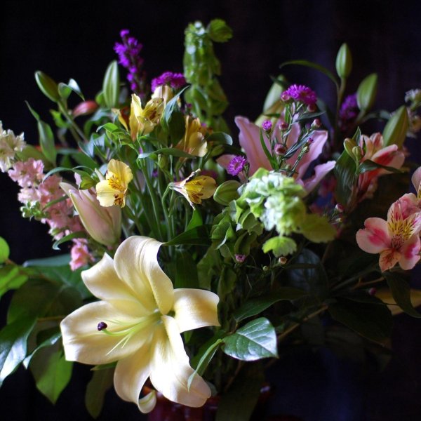 альстромерия на рабочий стол