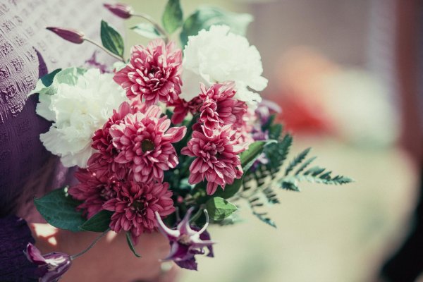 бордовые хризантемы