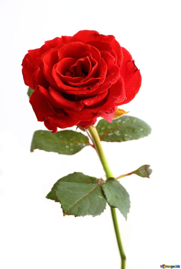 Розы на белом фоне