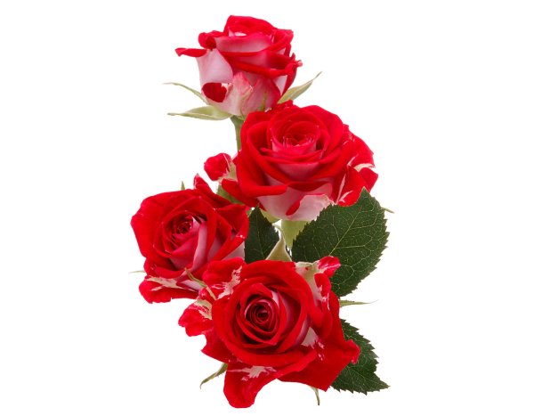 Розы на белом фоне