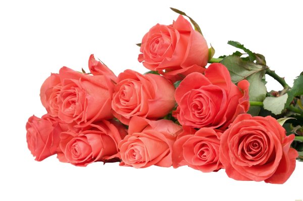 Розы на белом фоне