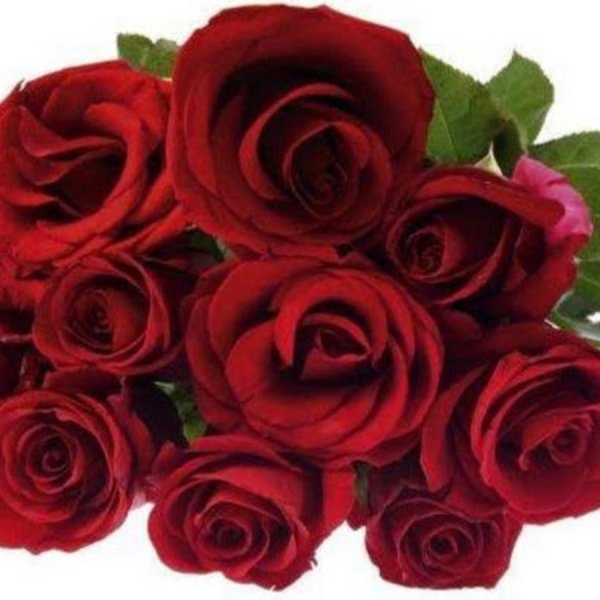 Розы на белом фоне