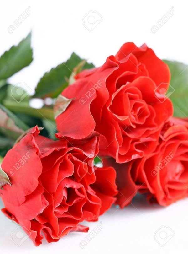 Розы на белом фоне