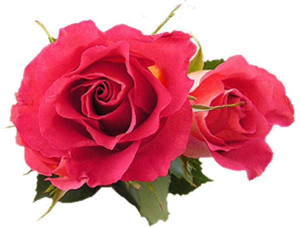 Розы на белом фоне