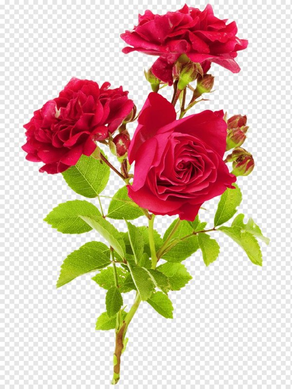 Розы на белом фоне