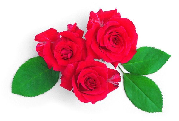 Розы на белом фоне