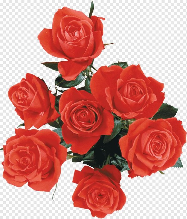 Розы на белом фоне