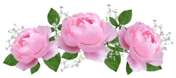 Розы на белом фоне