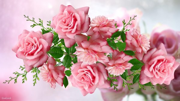 Розы на белом фоне