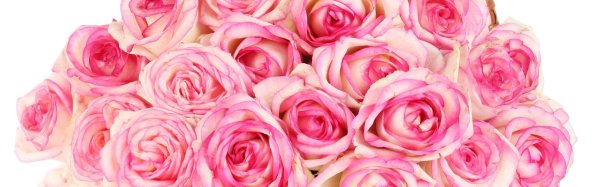 Розы на белом фоне