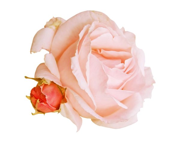 Розы на белом фоне