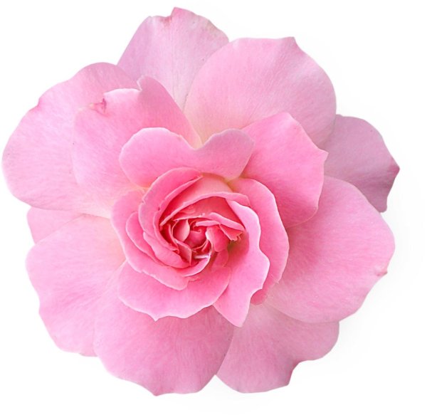 Розы на белом фоне