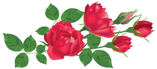 Розы на белом фоне