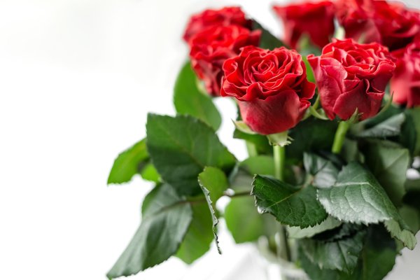 Розы на белом фоне
