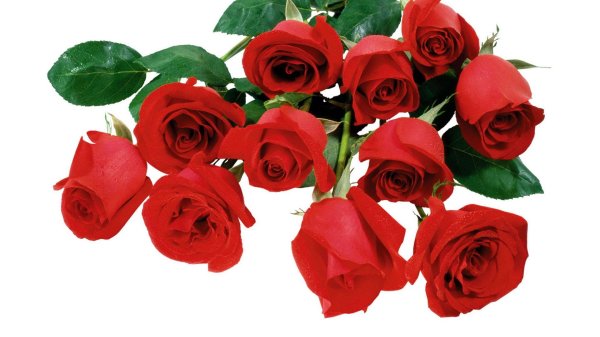 Розы на белом фоне