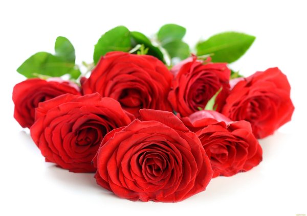 Розы на белом фоне