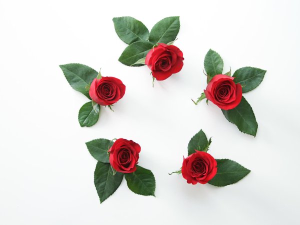 Розы на белом фоне