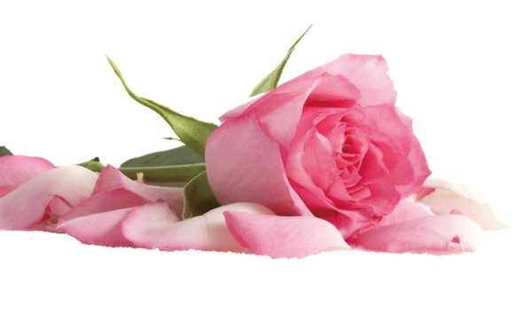 Розы на белом фоне