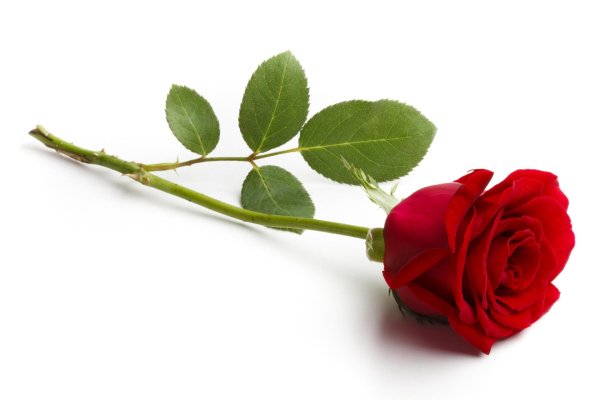 Розы на белом фоне