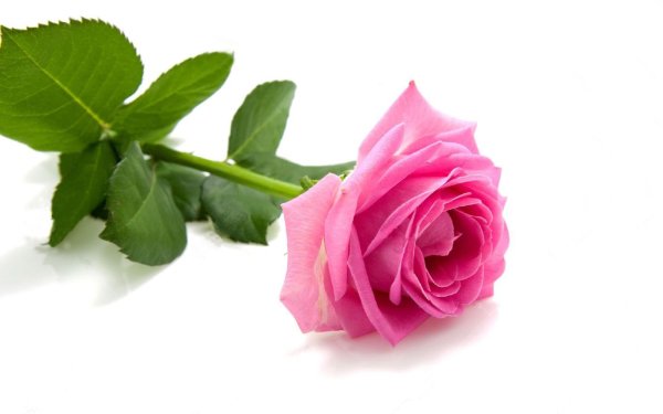 Розы на белом фоне