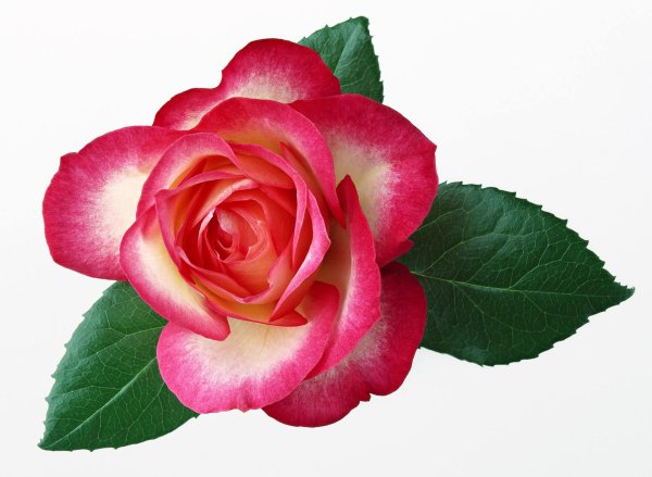 Розы на белом фоне