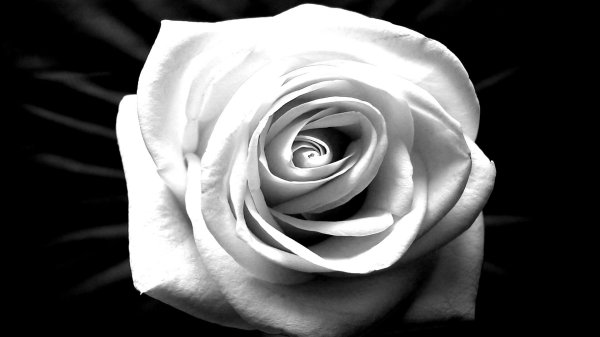 Розы на белом фоне