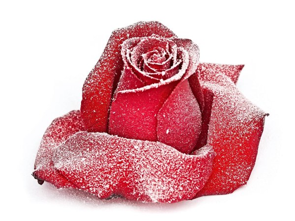 Розы на белом фоне