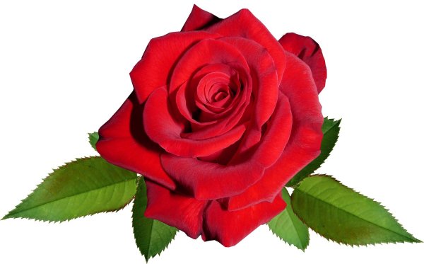 Розы на белом фоне